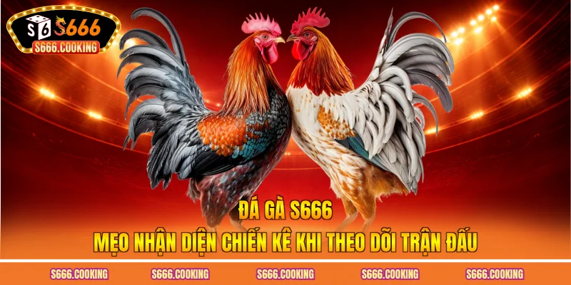 Đá gà S666 - Mẹo nhận diện chiến kê khi theo dõi trận đấu