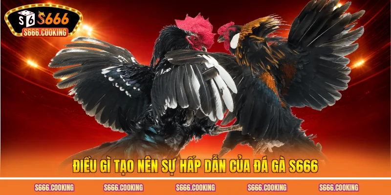 Điều gì tạo nên sự hấp dẫn của đá gà S666